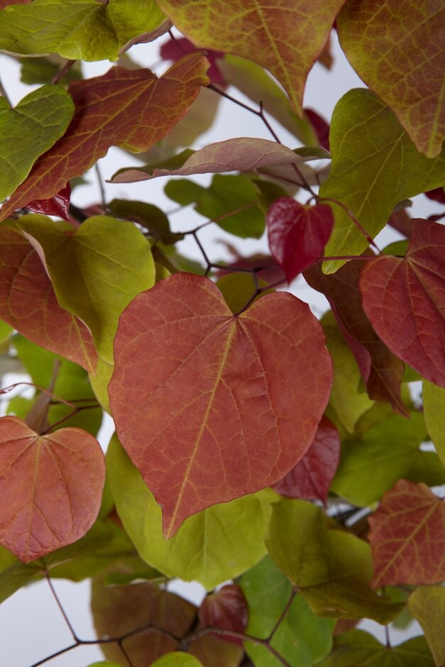 eastern redbud [Eternal Flame]