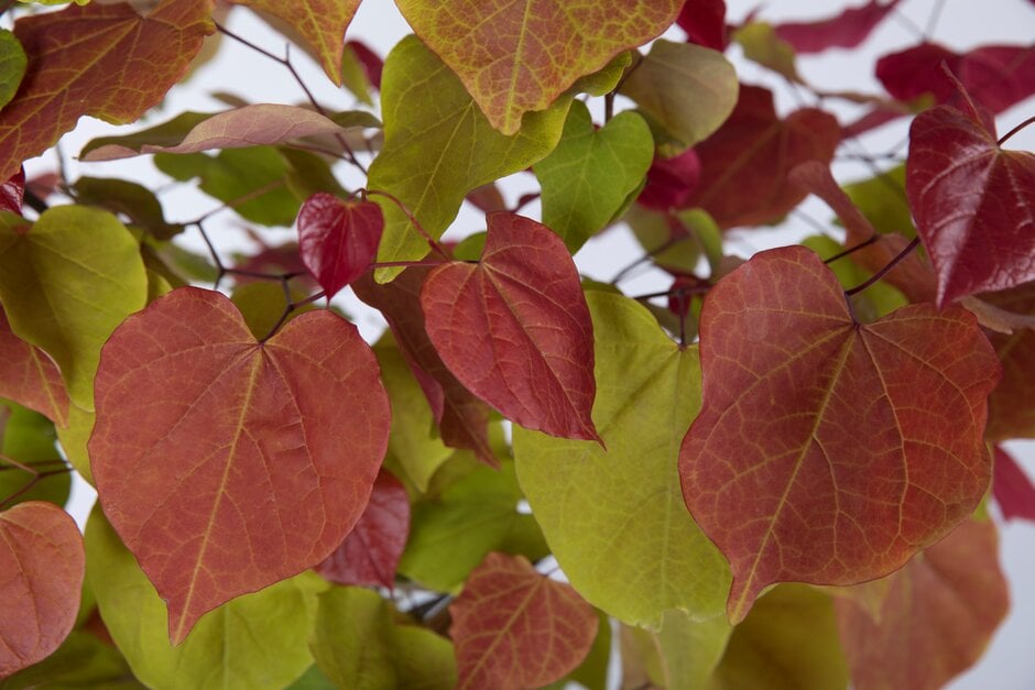 eastern redbud [Eternal Flame]