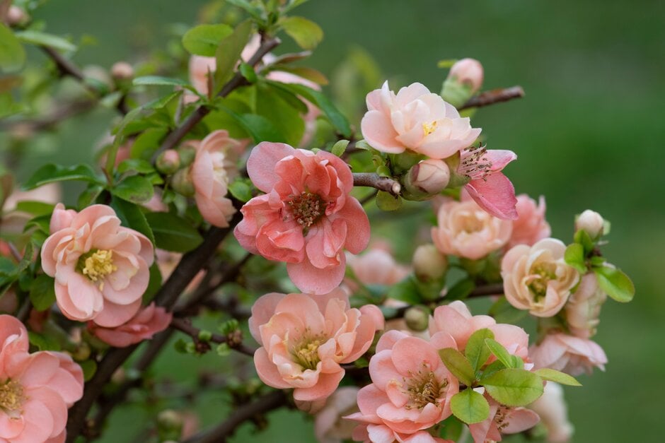 Japanese quince 'Geisha Girl'