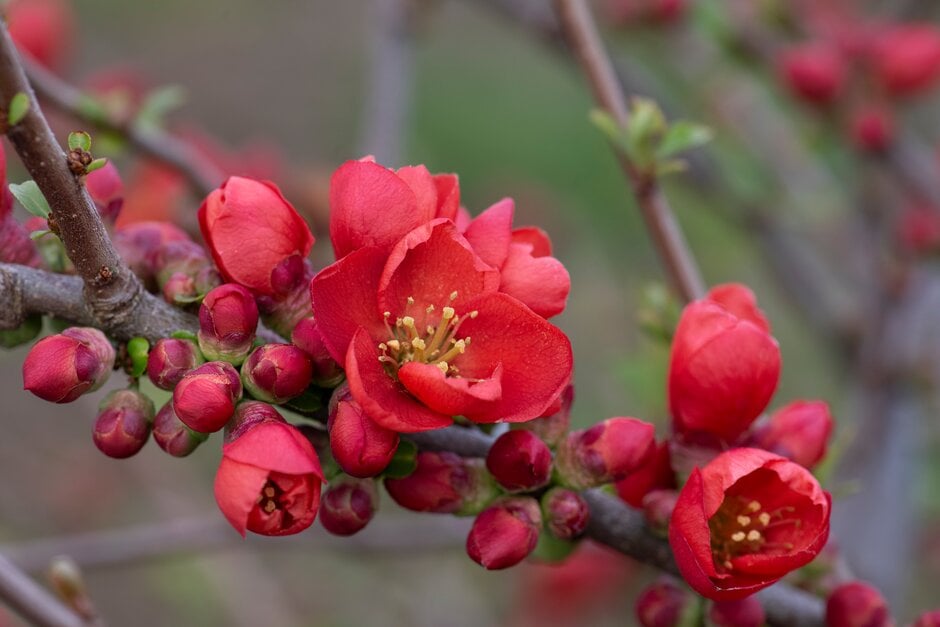 Japanese quince 'Cido'