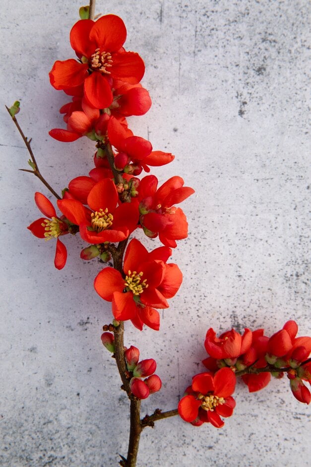 Japanese quince 'Knap Hill Scarlet'