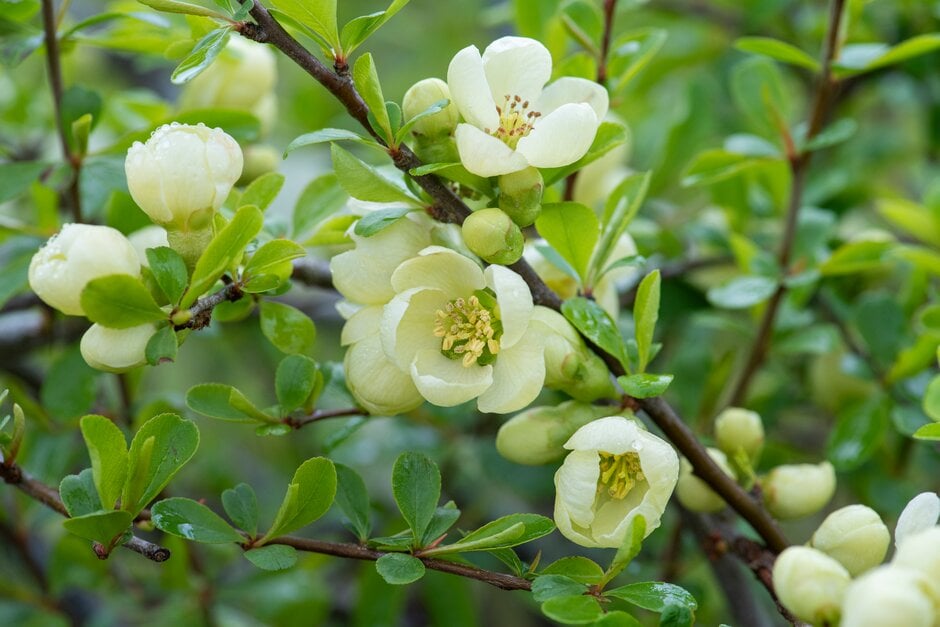 Japanese quince 'Rising Sun'
