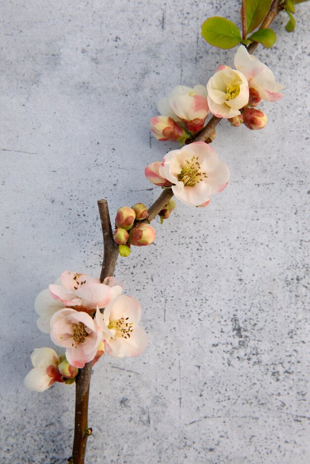 Japanese quince 'Toyo-nishiki'