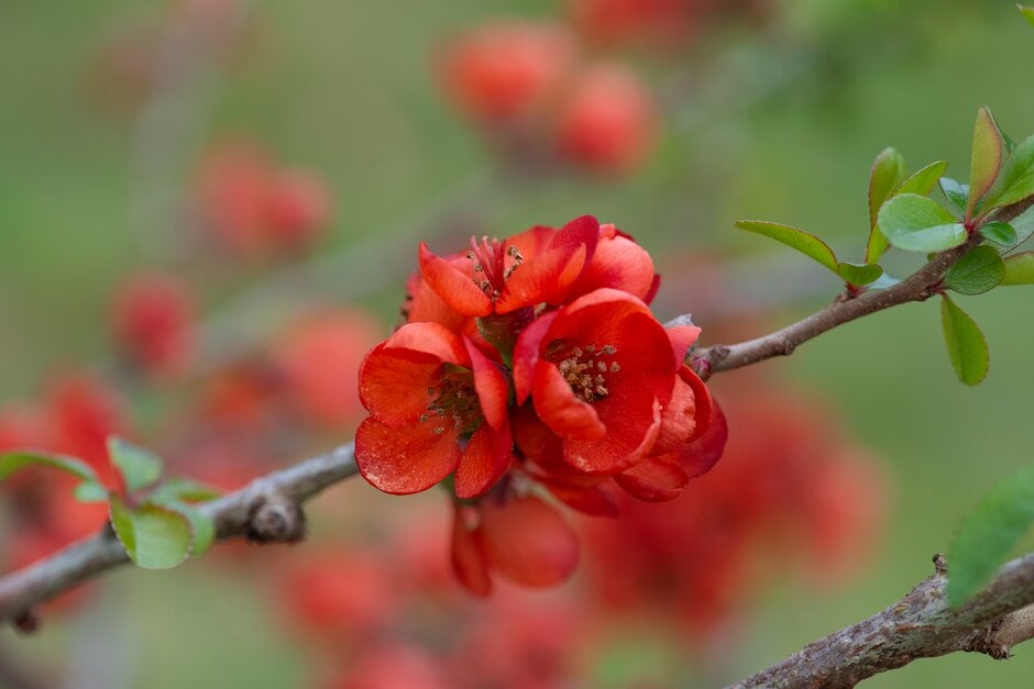 Japanese quince 'Sargentii'