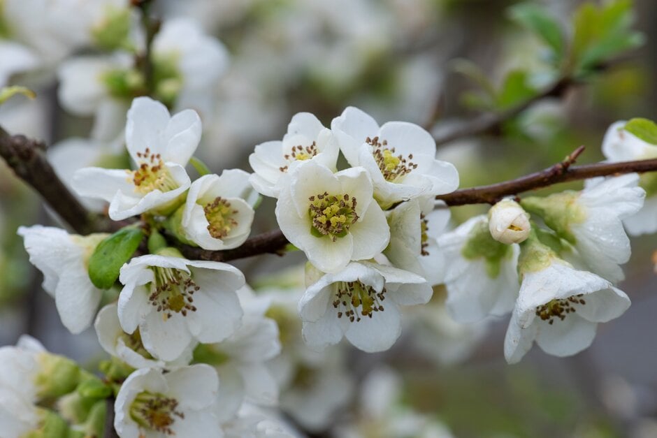 Japanese quince 'Nivalis'
