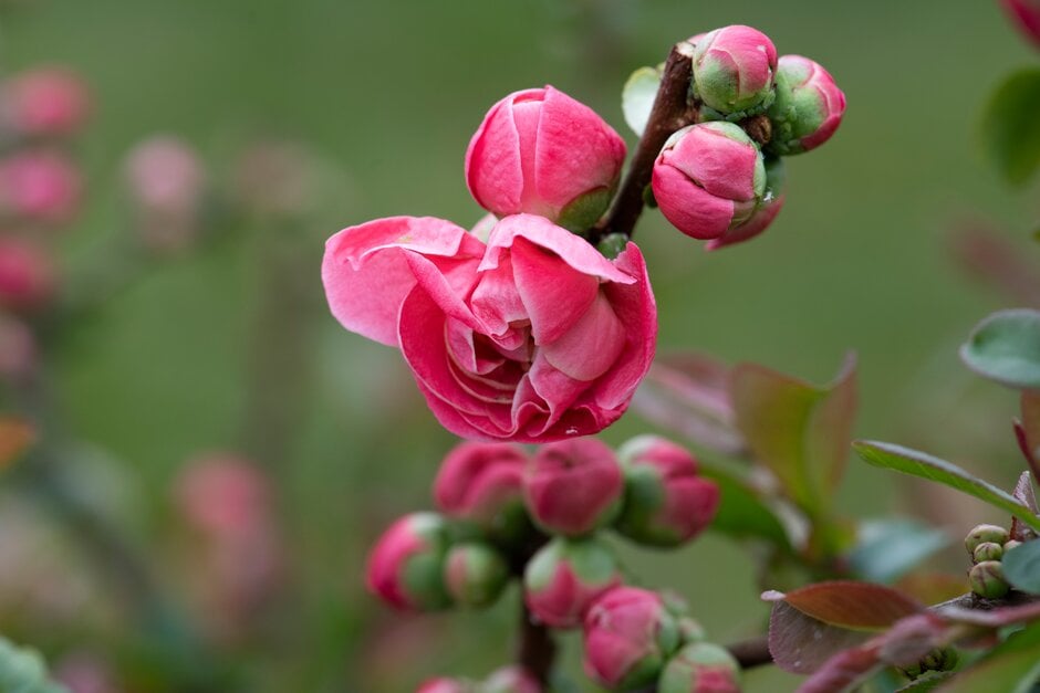 Japanese quince 'Pink Storm'