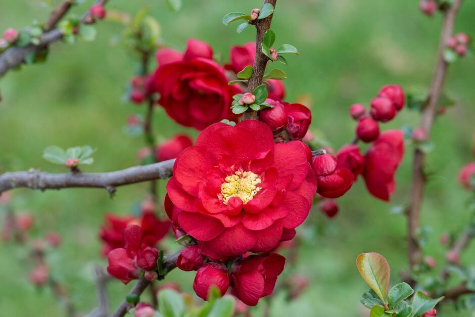 flowering quince 'Scarlet Storm'