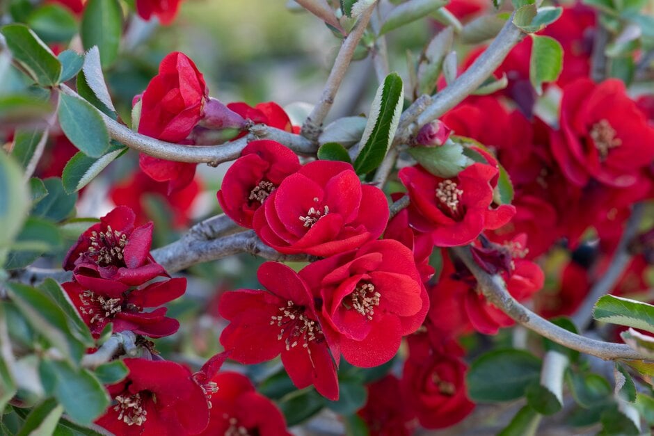 Japanese quince 'Simonii'