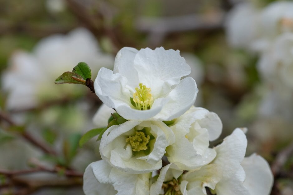 Japanese quince 'Jet Trail'