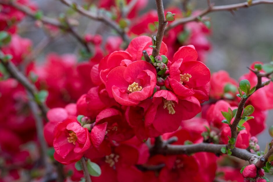 <em>Chaenomeles</em> × <em>superba</em> 'Red Trail'