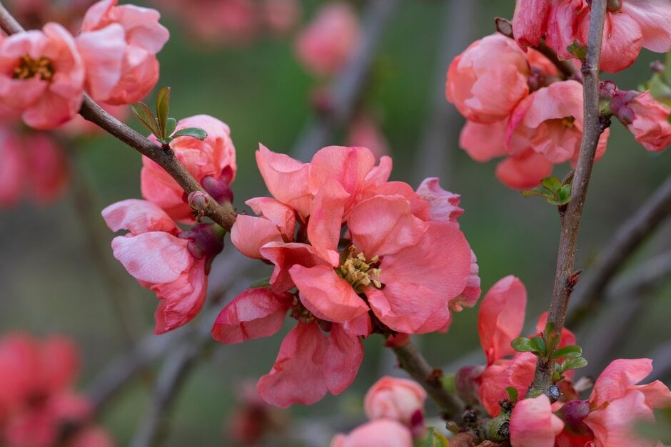Japanese quince 'Salmon Horizon'