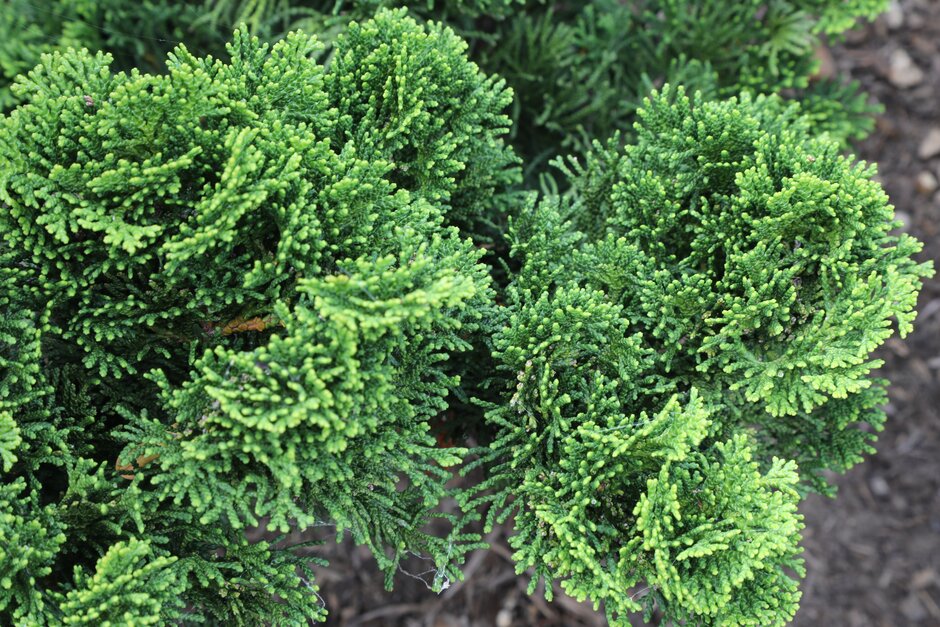 hinoki cypress 'Nana Gracilis'