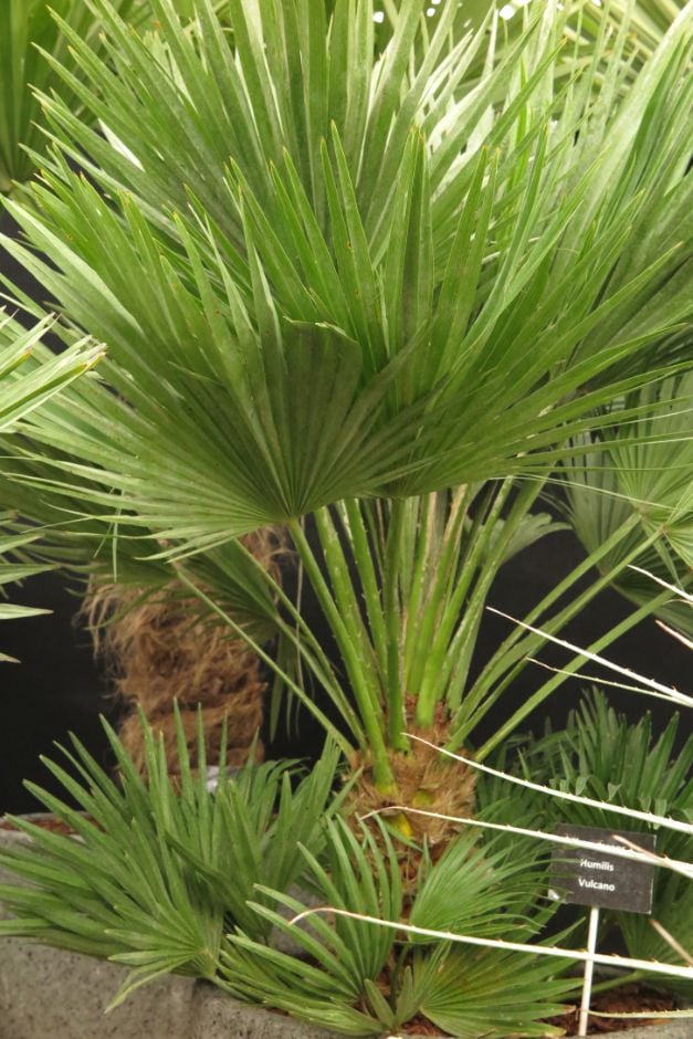 dwarf fan palm 'Vulcano'