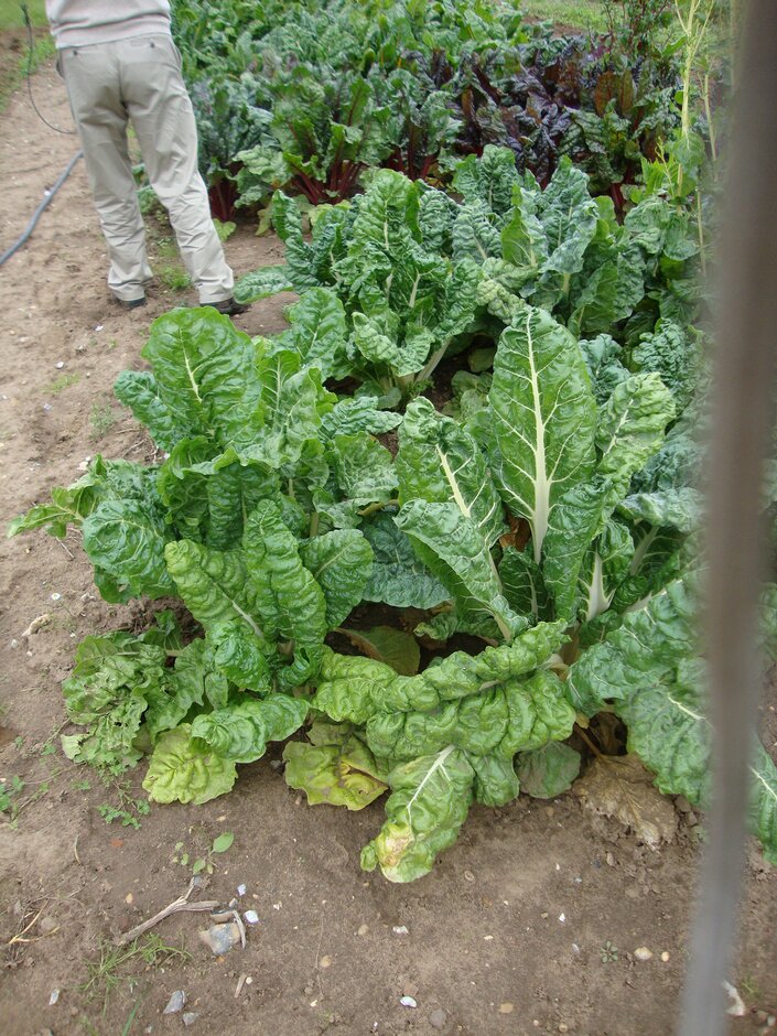 chard 'Fordhook Giant'