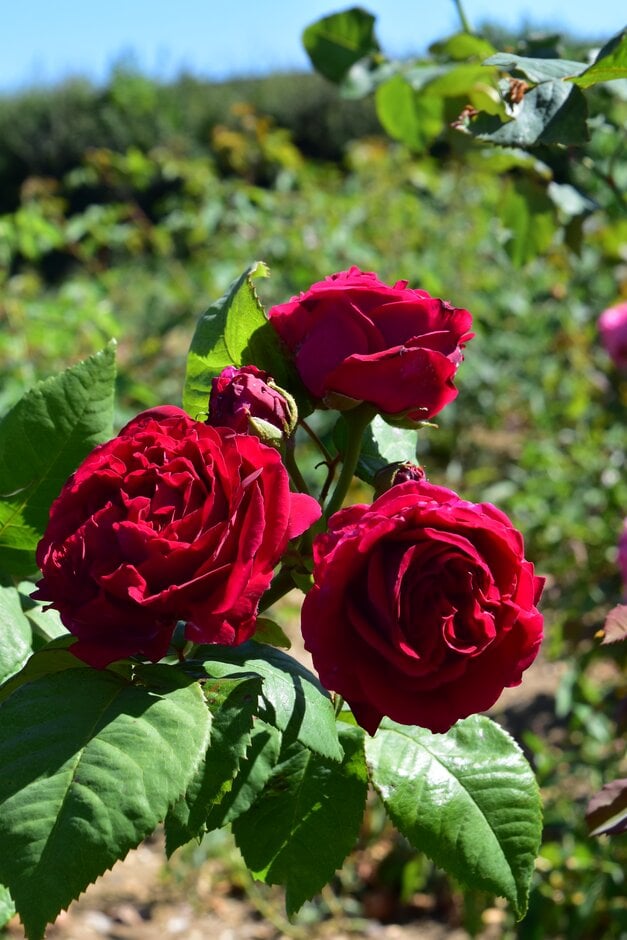 rose 'Charles Lefèbvre'