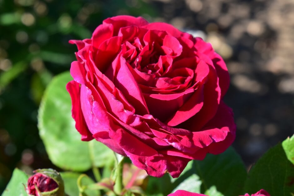 rose 'Charles Lefèbvre'