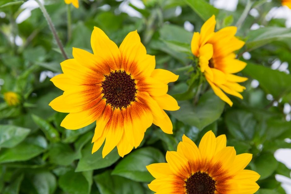 sunflower [Sunbelievable Brown Eyed Girl]