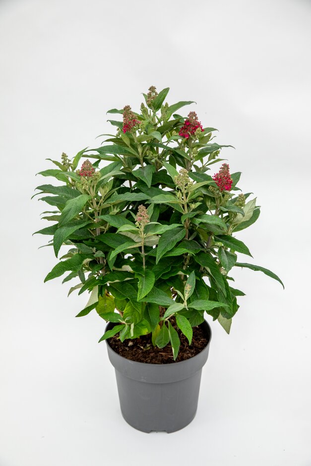 butterfly bush [Little Ruby]