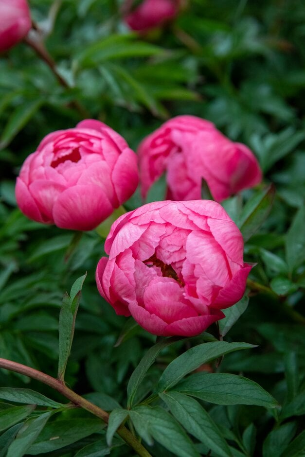 peony 'Cytherea'