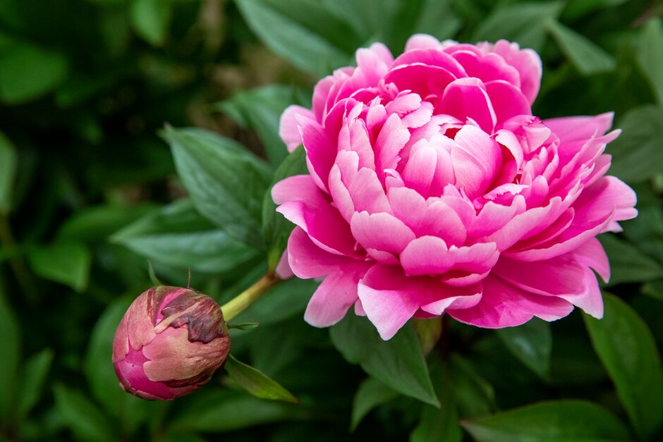 Paeonia lactiflora &Jadwiga& | Herbaceous Perennial/RHS