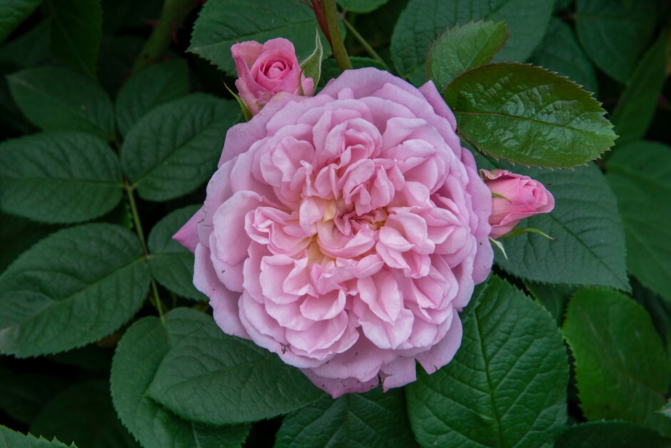 rose [Elizabeth] ('Ausmajesty')
