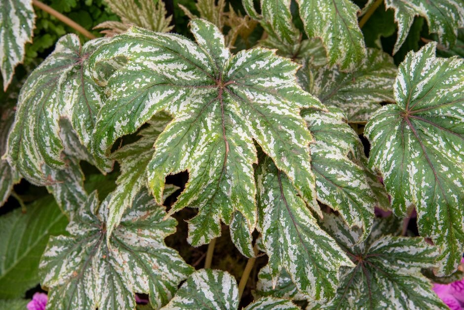 Ludwig begonia