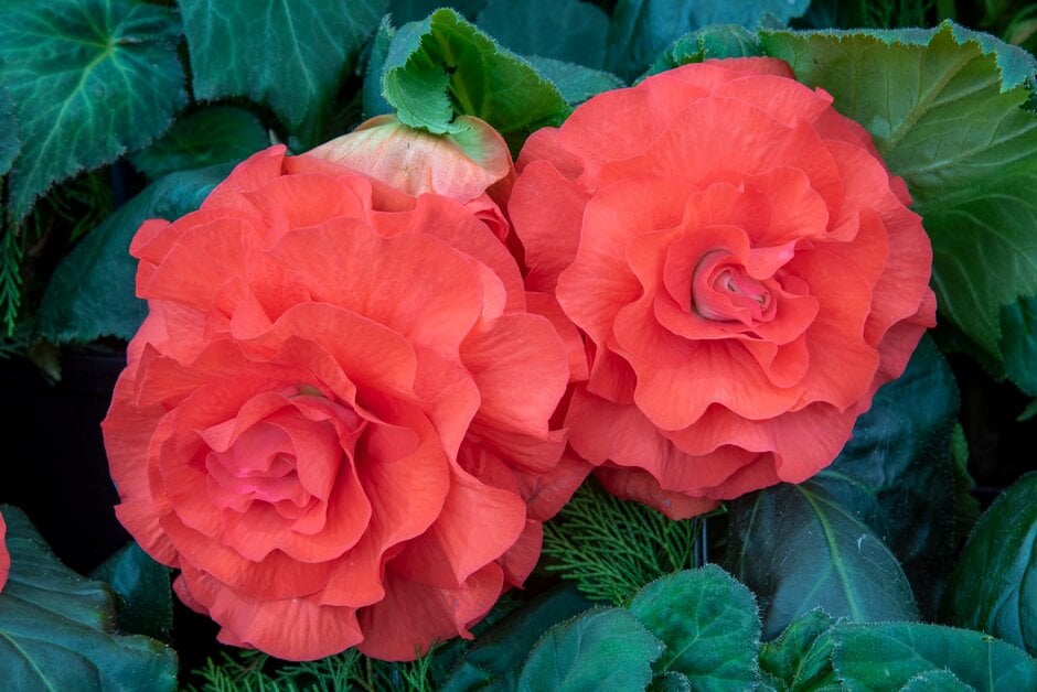 begonia 'Krakatoa'