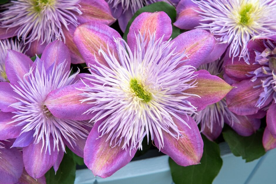 clematis [Crystal Fountain]