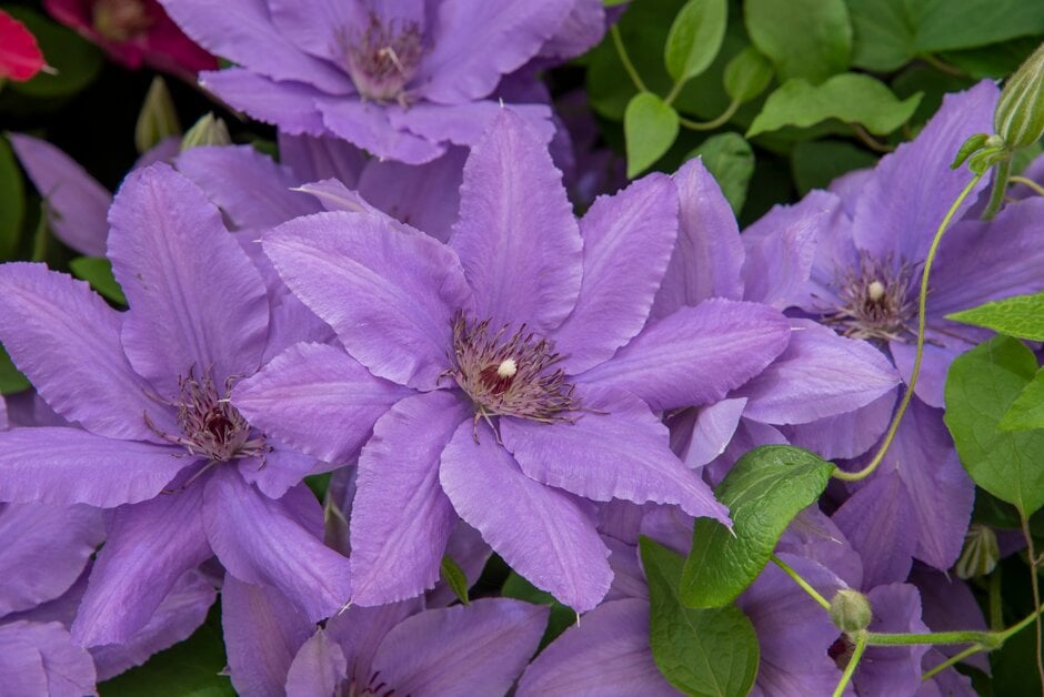 clematis [Parisienne]