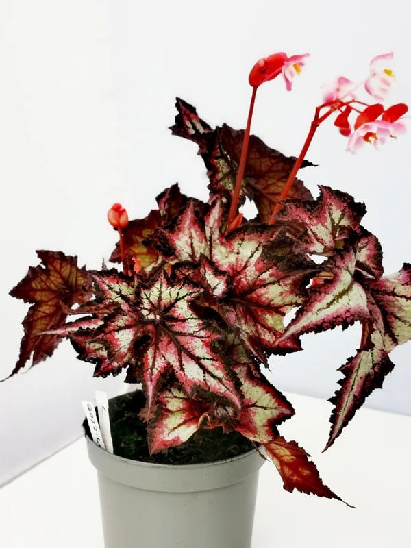 begonia 'Stellar Storm'