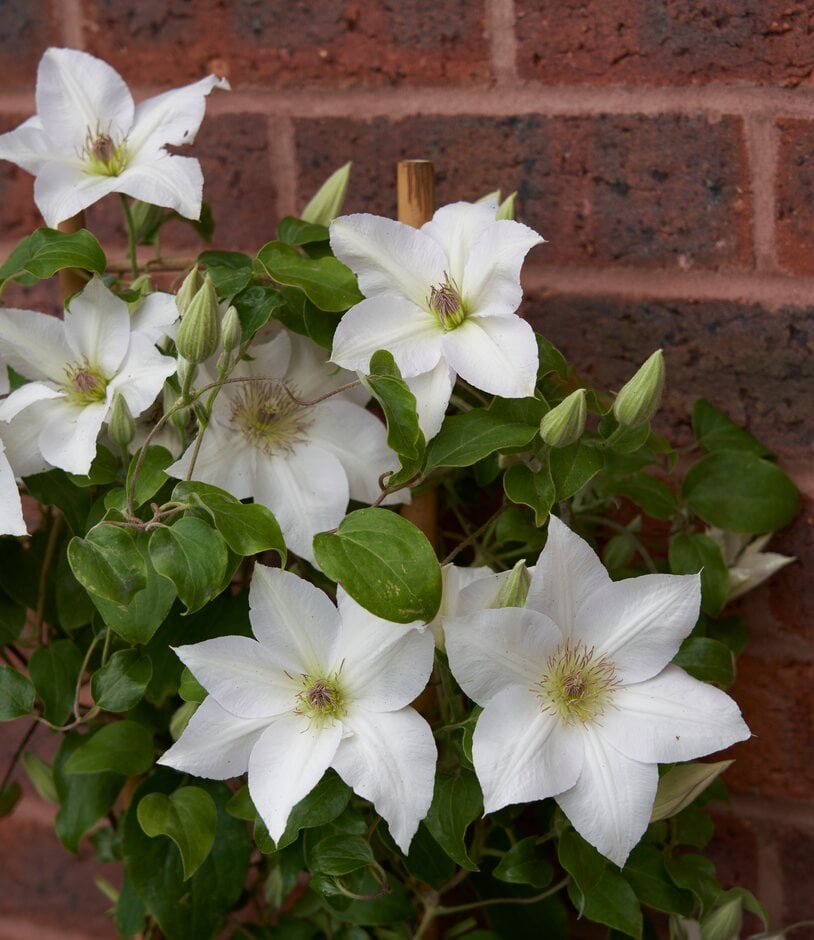 clematis [Guernsey Flute]