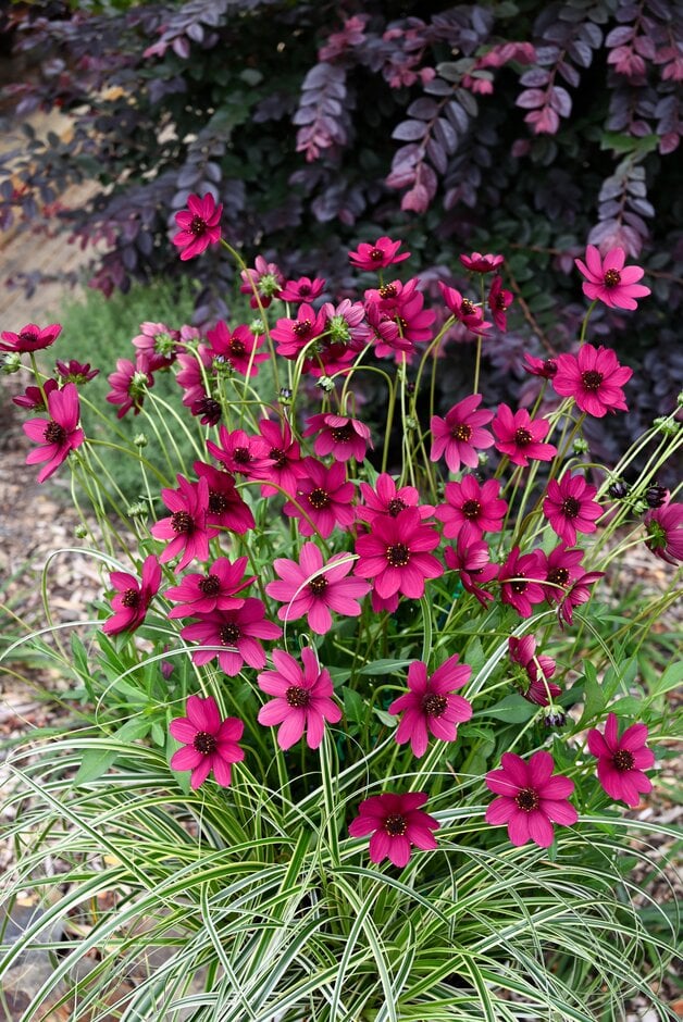 chocolate cosmos [Cherry Chocolate]