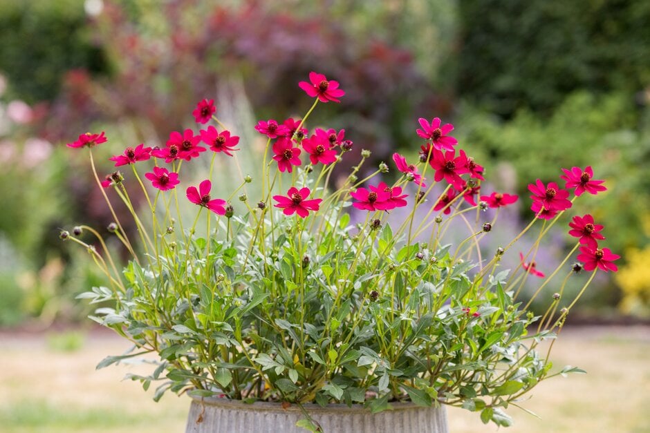chocolate cosmos [Cherry Chocolate]