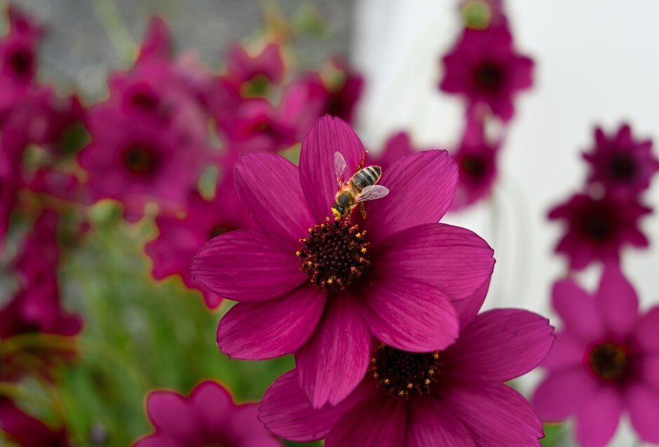 chocolate cosmos [Cherry Chocolate]