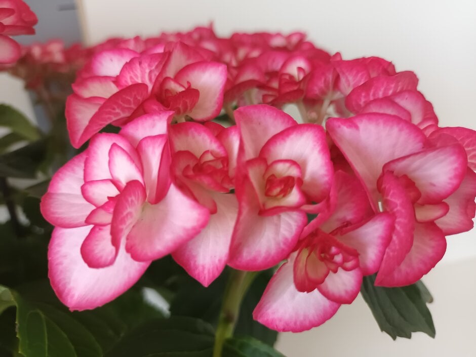 hydrangea 'Yulika'