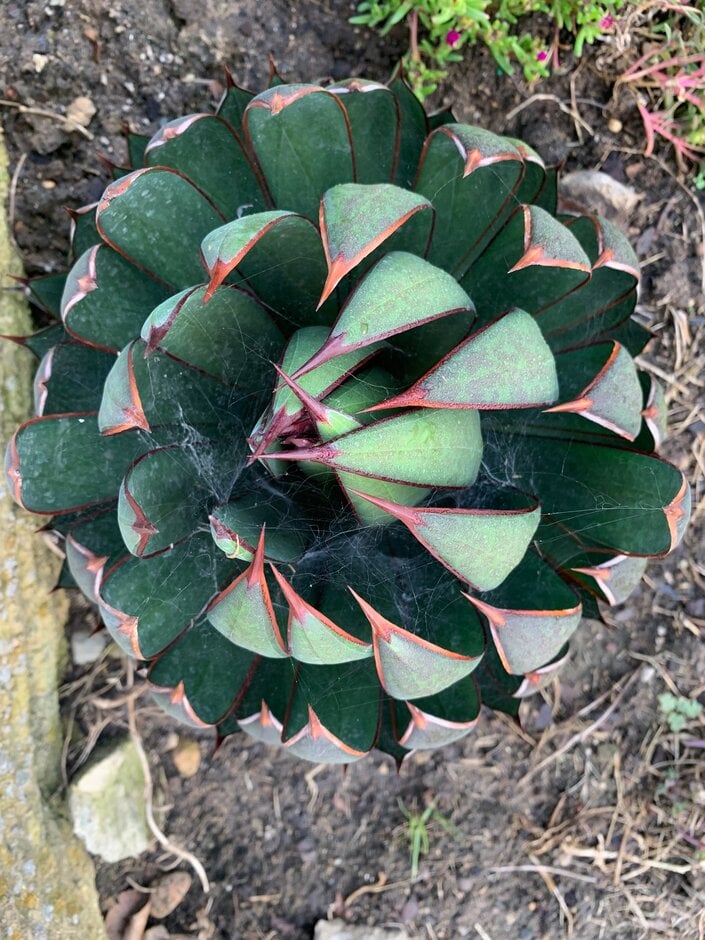 agave 'Praying Hands'