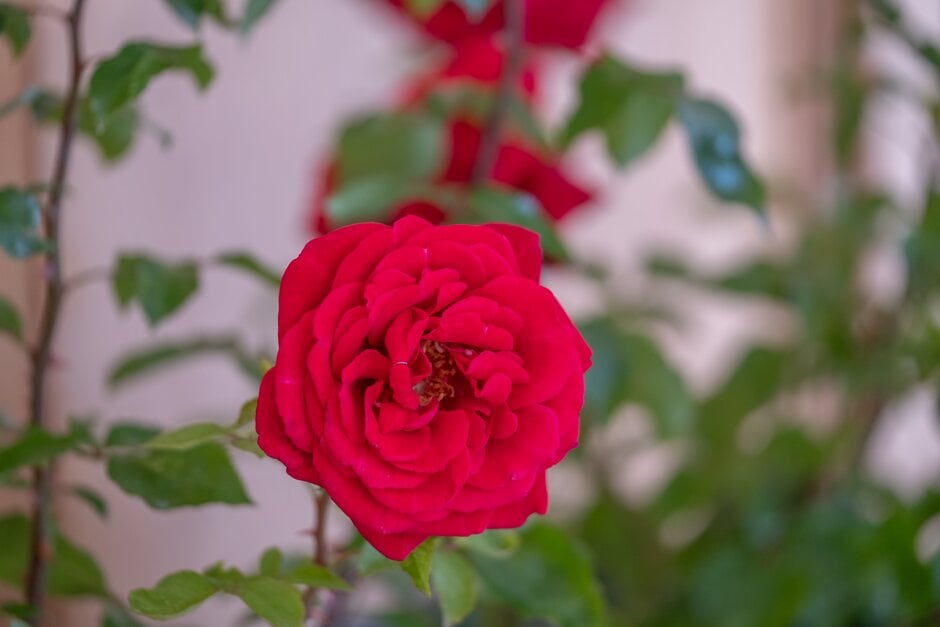 rose [Chelsea Pensioner]