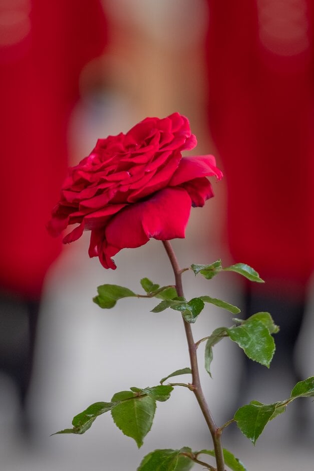 rose [Chelsea Pensioner]