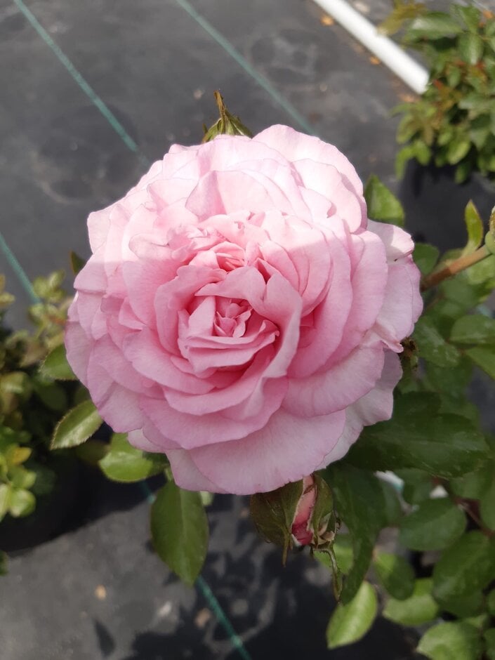 rose [Spark of Life]