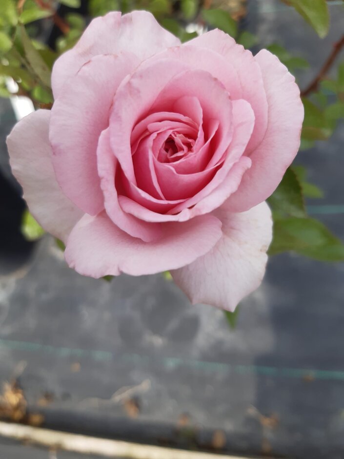 rose [Spark of Life]
