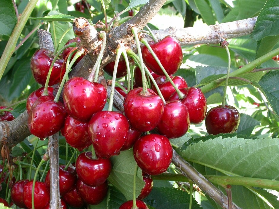 cherry (sweet) 'Merchant'