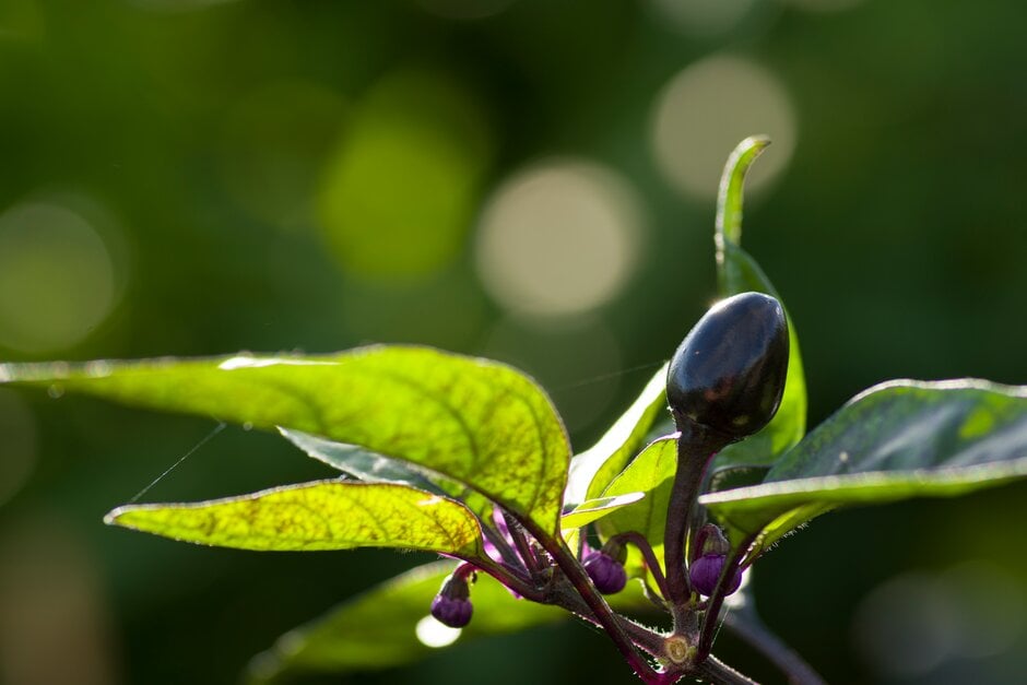 chilli pepper 'Black Pearl'