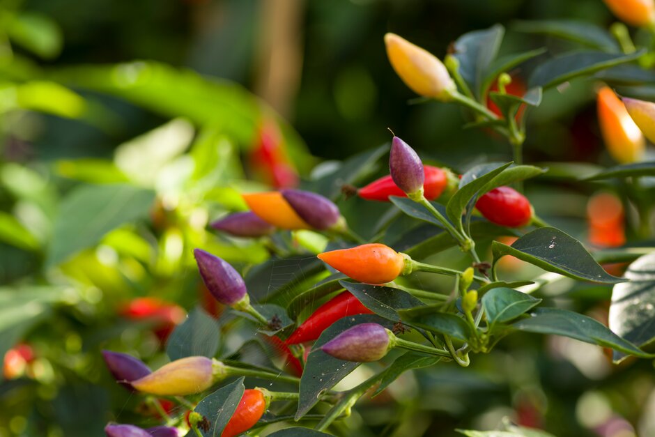 <i>Capsicum</i> <i>annuum</i> 'Numex Twilight'
