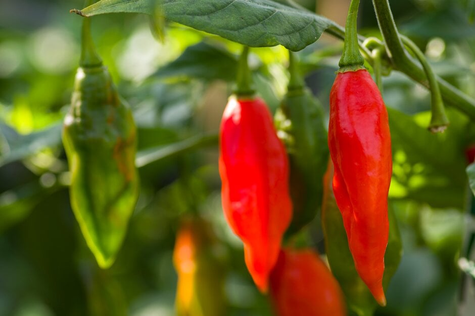 <i>Capsicum</i> <i>annuum</i> 'Paper Lantern'