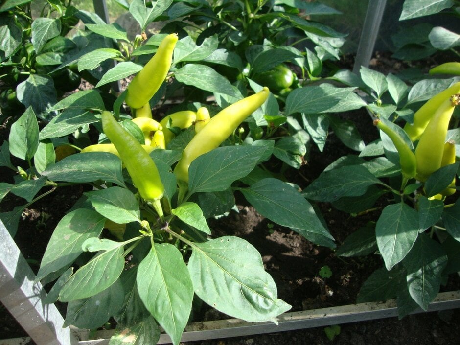 chilli pepper 'Hungarian Hot Wax'