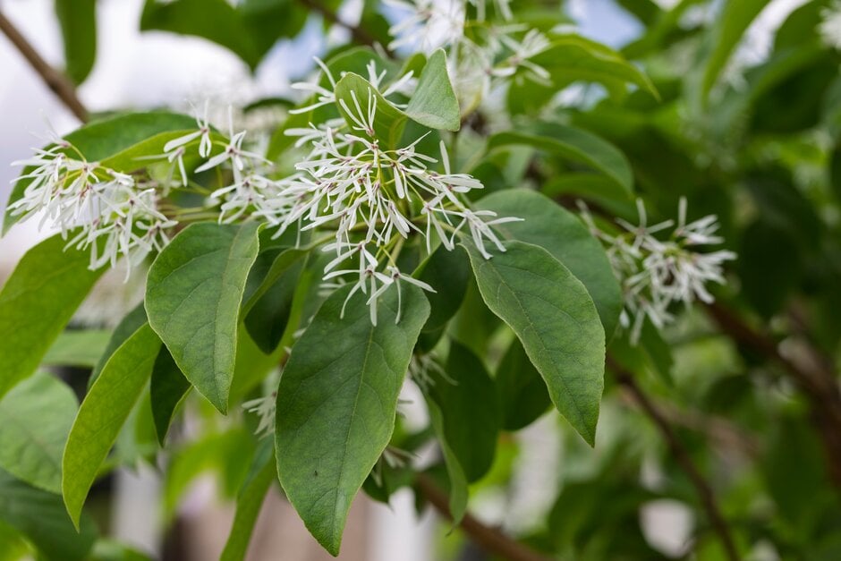 Chinese fringe tree