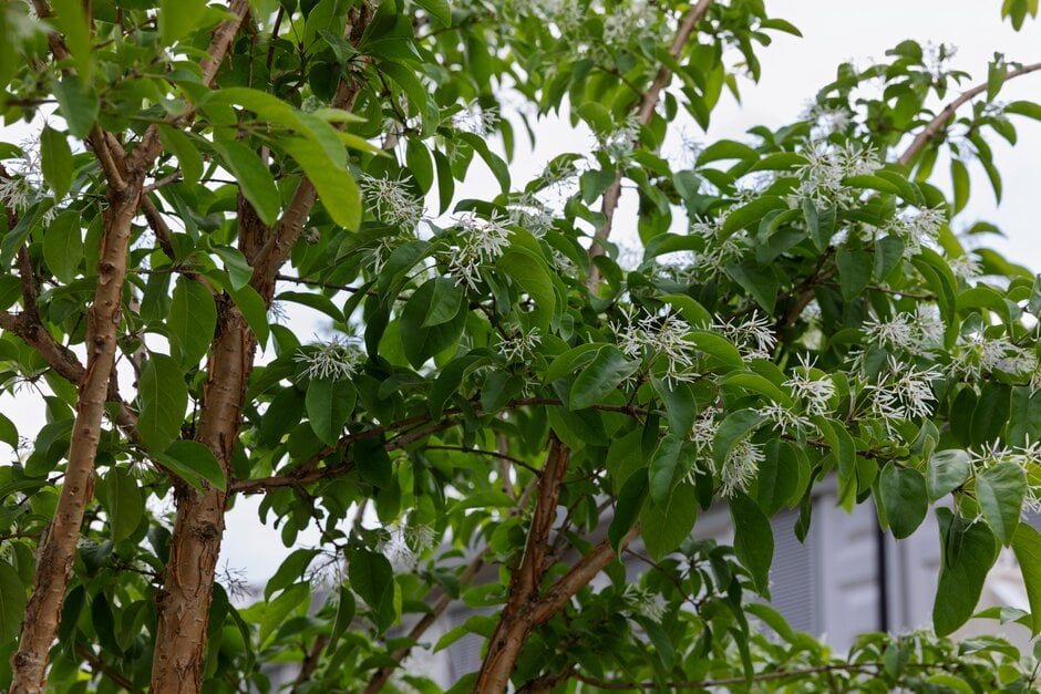 Chinese fringe tree