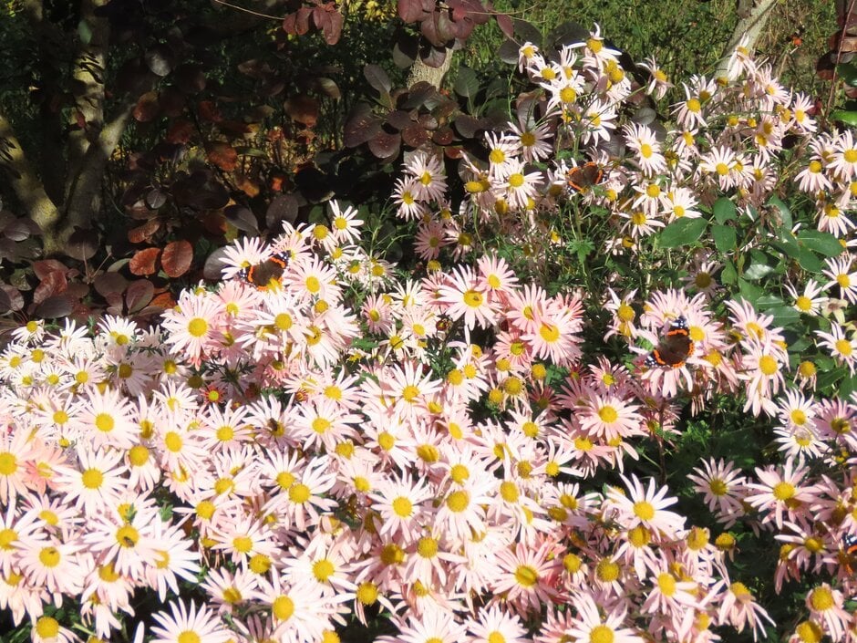 chrysanthemum 'Hillside Apricot'