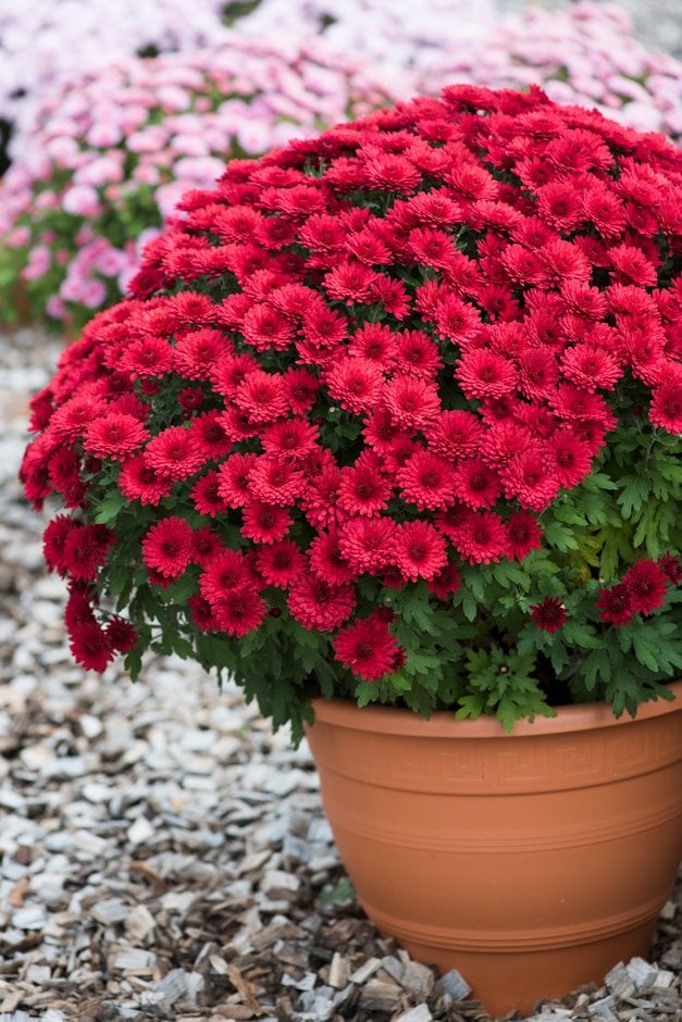 chrysanthemum 'Lavira Red'