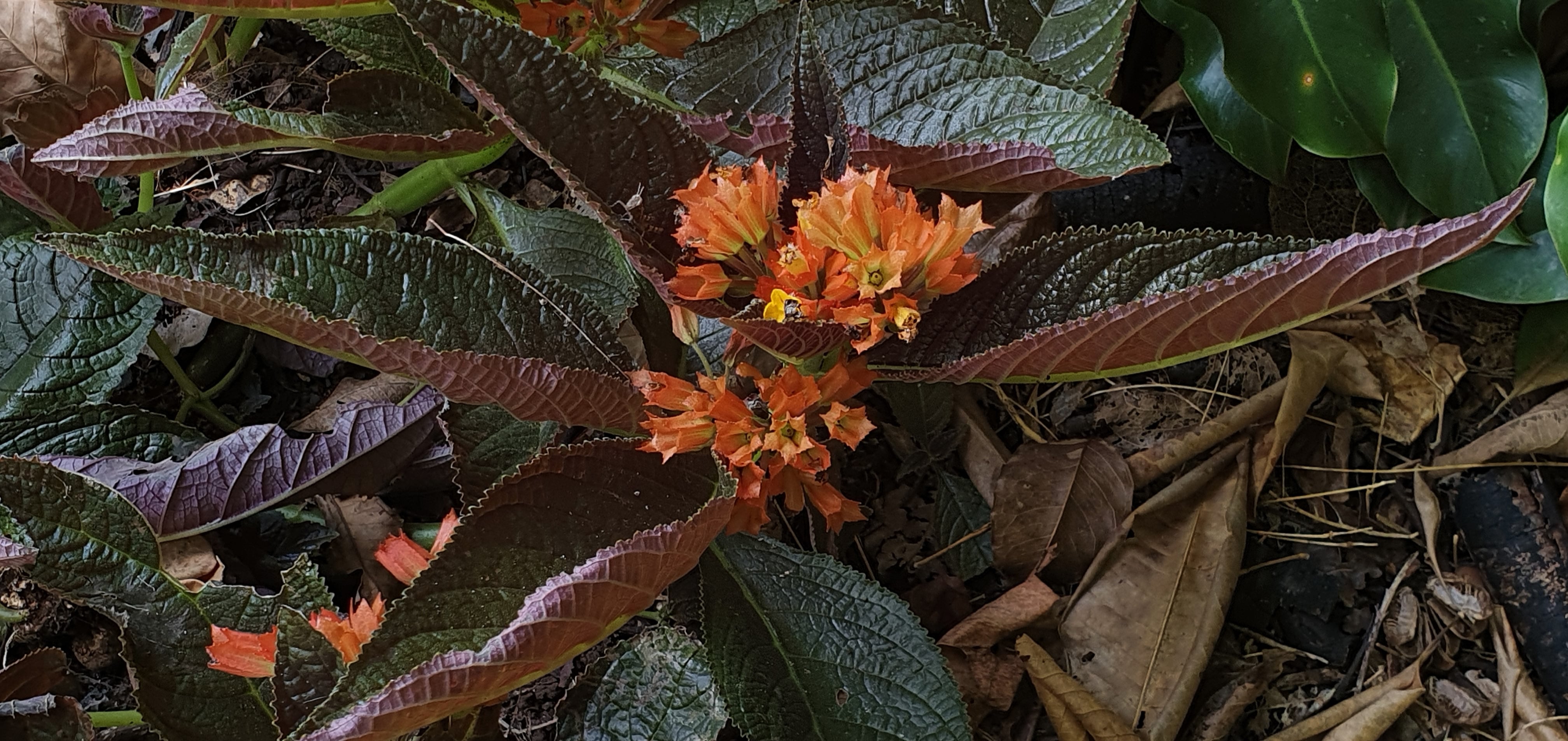 beautiful chrysothemis
